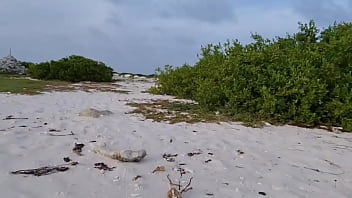 Dutch fag on the beach