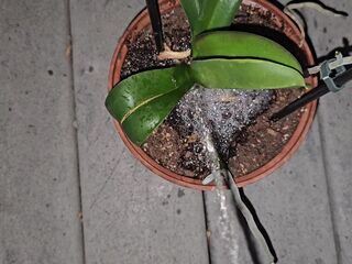 Potted Plant Void urine 1 《4k》