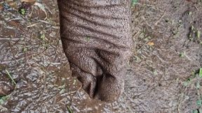 Dripping wet muddy white socks