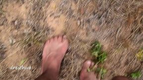 crushing plants in the field