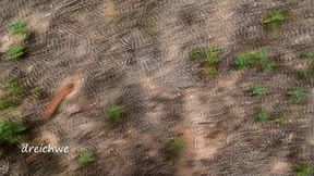 crushing plants in the field