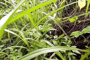 Canadian Mask Man Went Into the Dense Forest and Gave a Pisces *** and Massaged Nipalle