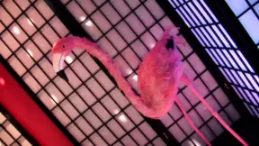 Naughty group sex with attractive lesbian sluts