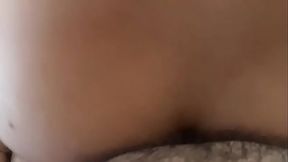 Urso comendo passivo