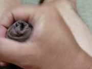 包茎チンポオナニー射精#8　Phimosis cock masturbation ejaculation#8