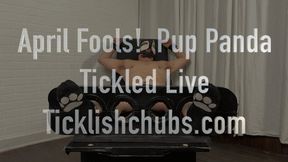 April Fools! Pup Panda Tickled Live!