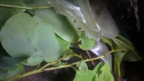 Jungle Desi Video Viral