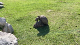 Step brother turtle is fucking the sister as there is no tomorrow! 🐢