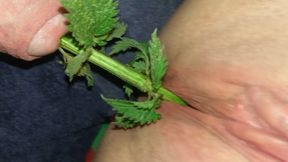 Urethral Nettle Fucking - BDSM Sub female takes nettles in the pussy