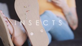 Insects - Danielle Maye HQE